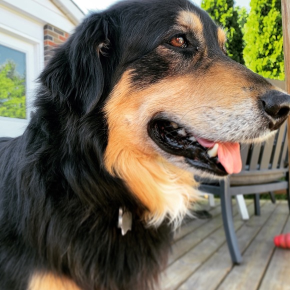 Meet your Posher, Cheyenne - Picture 2 of 9